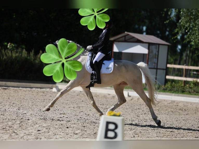 Sportpony gesucht – Springen/Dressur (doppelt veranlagt) 