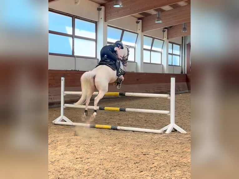 Sportpony gesucht – Springen/Dressur (doppelt veranlagt) 