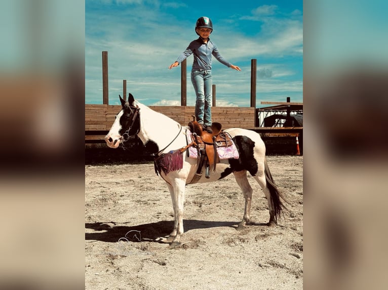 Spotted Saddle-häst Sto 13 år 142 cm Tobiano-skäck-alla-färger in Fort Pierce, FL