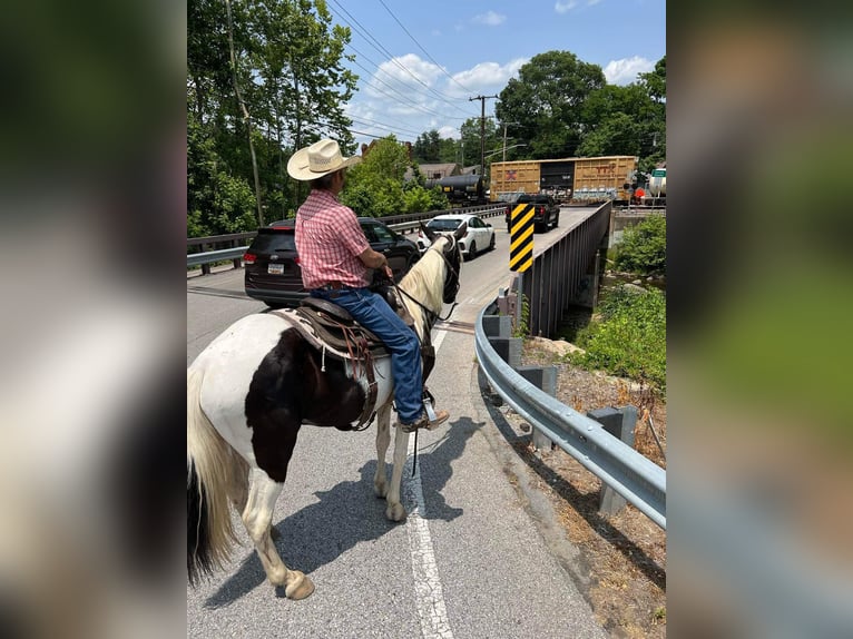 Spotted Saddle-häst Valack 10 år 157 cm Tobiano-skäck-alla-färger in Waynesboro PA
