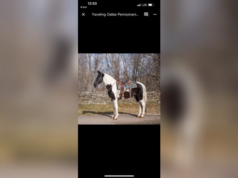 Spotted Saddle-häst Valack 10 år 157 cm Tobiano-skäck-alla-färger in Waynesboro PA