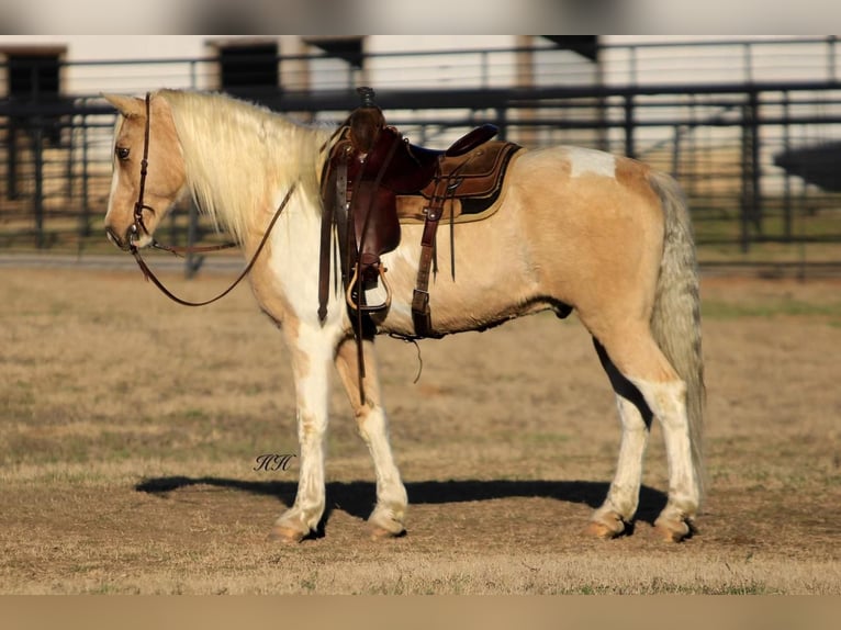 Spotted Saddle-häst Valack 10 år in Watson, OK