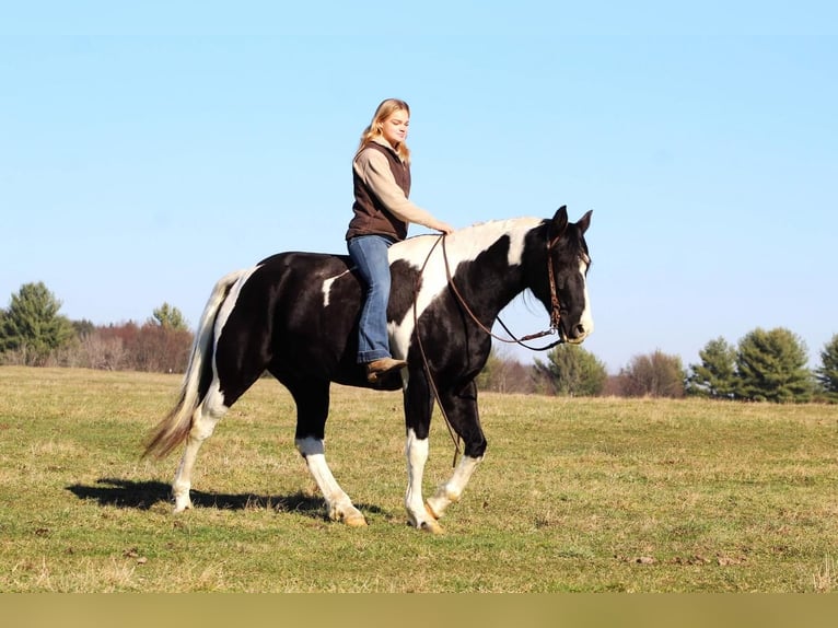 Spotted Saddle-häst Valack 11 år 157 cm in Shippenville, PA