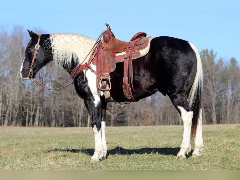 Spotted Saddle-häst Valack 11 år 157 cm in Shippenville, PA