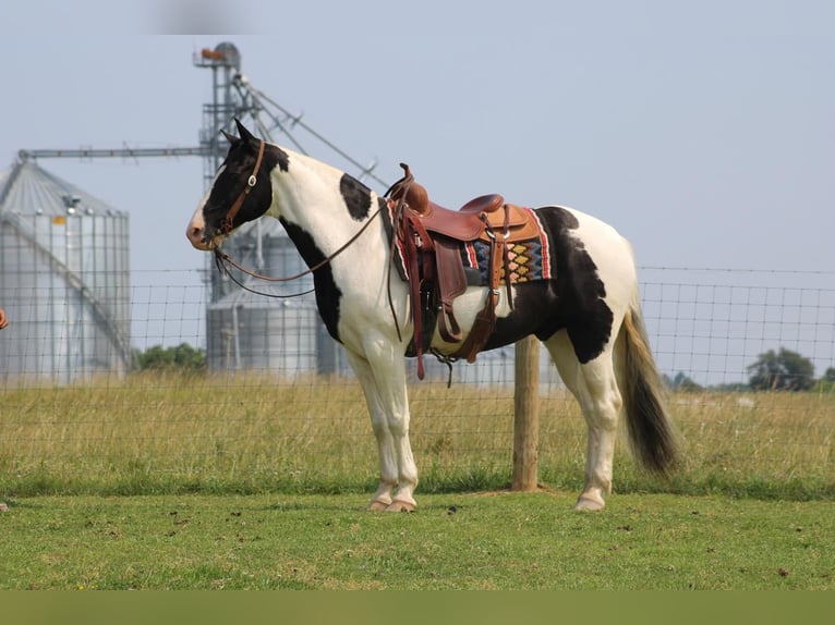 Spotted Saddle-häst Valack 12 år in Sonora, KY