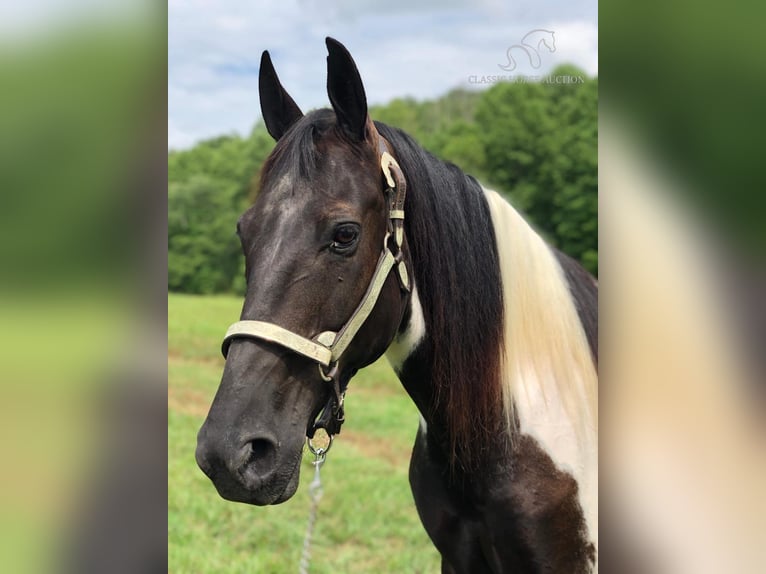 Spotted Saddle-häst Valack 13 år 152 cm Tobiano-skäck-alla-färger in Rockholds, KY