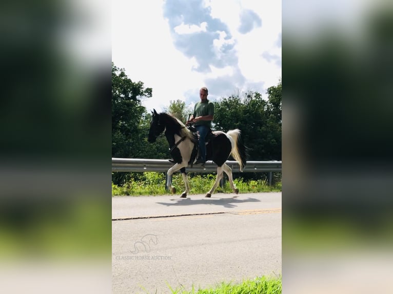 Spotted Saddle-häst Valack 13 år 152 cm Tobiano-skäck-alla-färger in Rockholds, KY