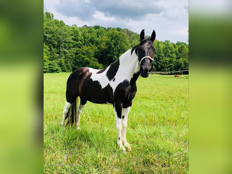 Spotted Saddle-häst Valack 13 år 152 cm Tobiano-skäck-alla-färger in Rockholds, KY