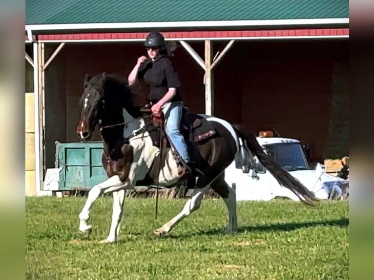 Spotted Saddle-häst Blandning Valack 13 år 165 cm Pinto in Rockville, MD