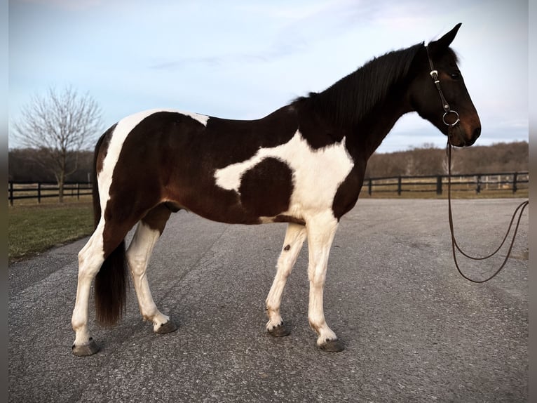 Spotted Saddle-häst Blandning Valack 13 år 165 cm Pinto in Rockville, MD