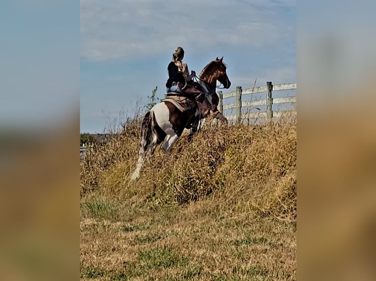 Spotted Saddle-häst Valack 5 år Tobiano-skäck-alla-färger in Petersburg TN