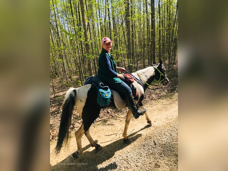 Spotted Saddle-häst Valack 6 år 152 cm Tobiano-skäck-alla-färger in Lewisburg, TN