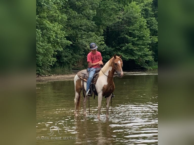 Spotted Saddle-häst Valack 8 år 132 cm Fux in Lawrenceburg, KY