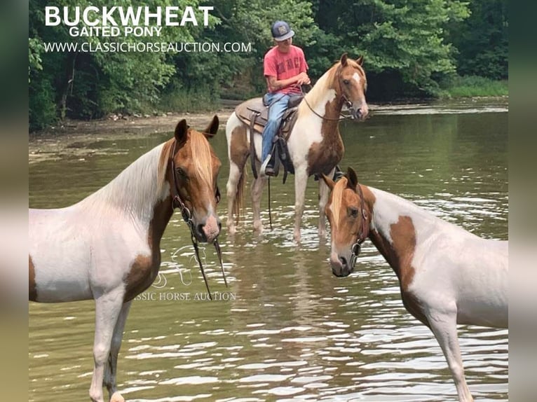 Spotted Saddle-häst Valack 8 år 132 cm Fux in Lawrenceburg, KY