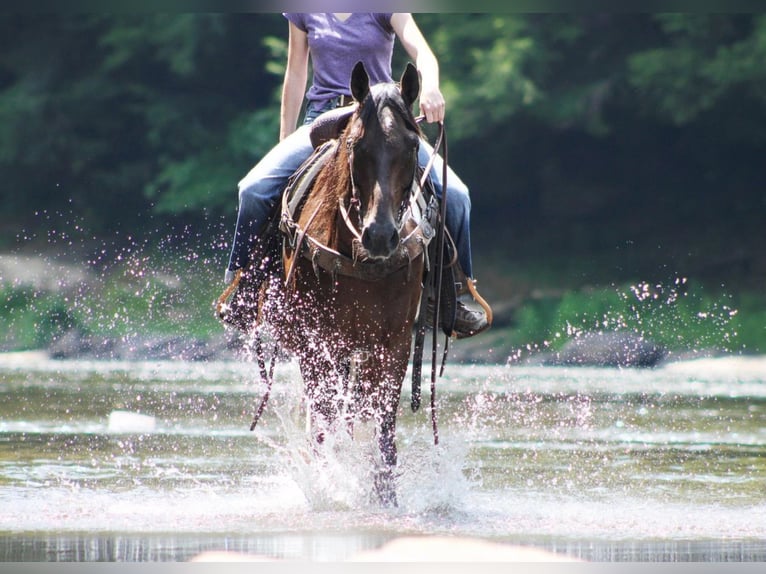 Spotted Saddle-häst Valack 8 år in Shippenville, PA