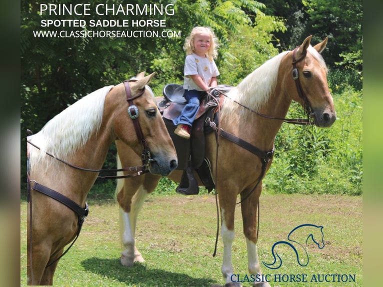 Spotted Saddle-häst Valack 9 år 142 cm Palomino in Whitley City, KY