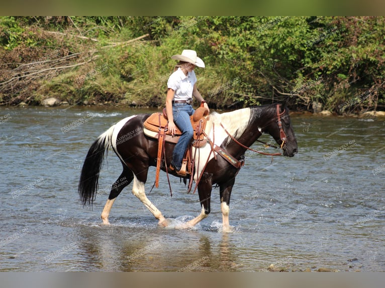 Spotted Saddle-häst Valack 9 år 155 cm Svart in Shippenville