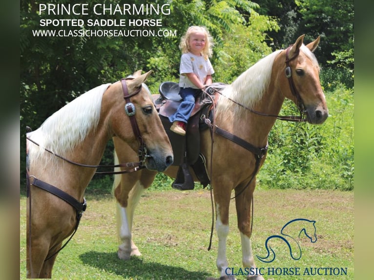 Spotted Saddle Horse Gelding 10 years 14 hh in Whitley City, KY