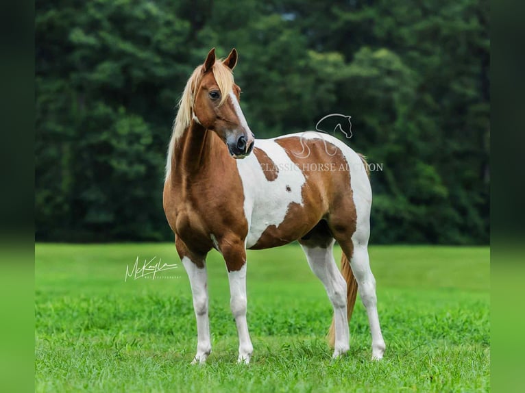 Spotted Saddle Horse Gelding 10 years 15 hh Sorrel in Poplarville, MS