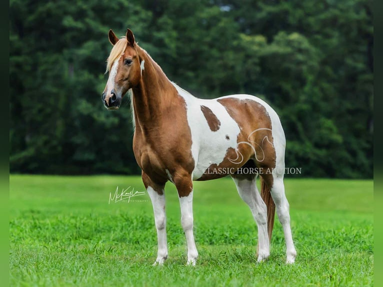 Spotted Saddle Horse Gelding 10 years 15 hh Sorrel in Poplarville, MS