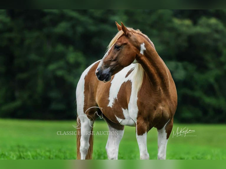 Spotted Saddle Horse Gelding 10 years 15 hh Sorrel in Poplarville, MS