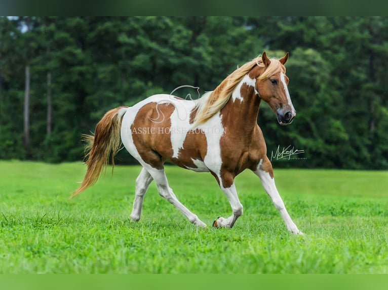 Spotted Saddle Horse Gelding 10 years 15 hh Sorrel in Poplarville, MS