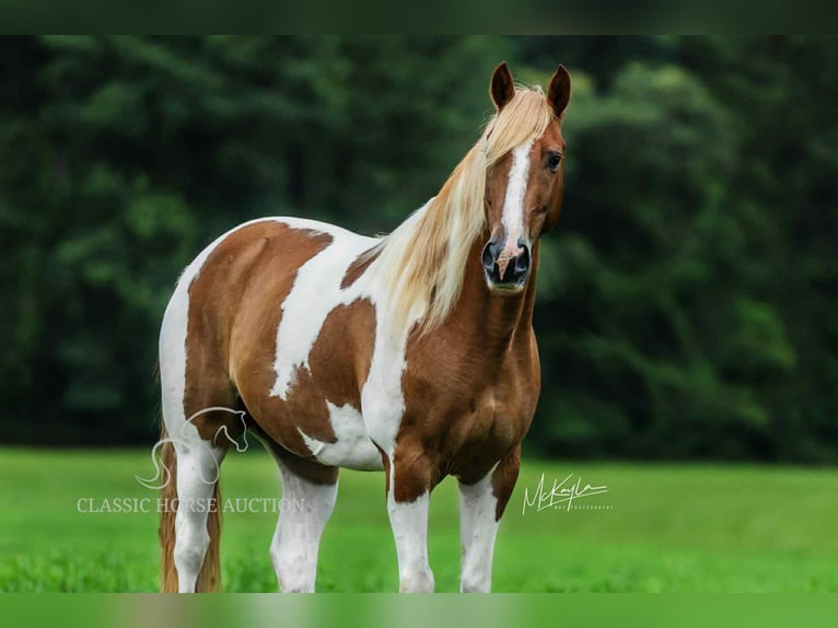 Spotted Saddle Horse Gelding 10 years 15 hh Sorrel in Poplarville, MS