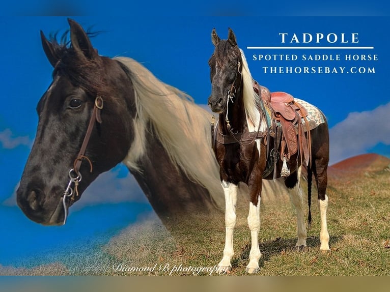 Spotted Saddle Horse Gelding 10 years 15,3 hh Tobiano-all-colors in Pine Knot, KY
