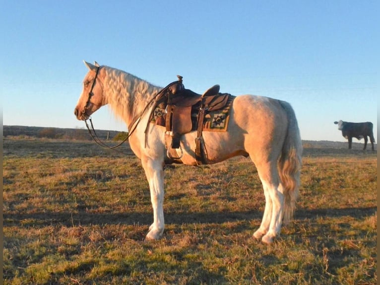 Spotted Saddle Horse Gelding 10 years in Watson, OK