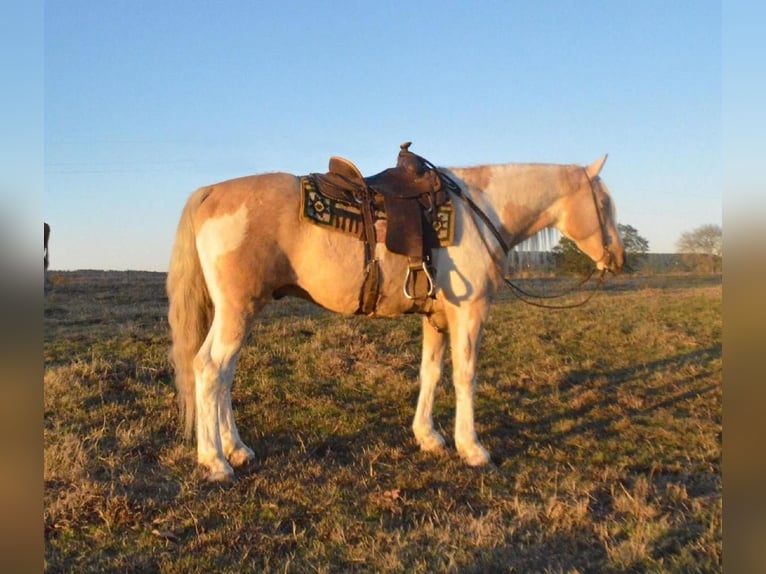 Spotted Saddle Horse Gelding 10 years in Watson, OK