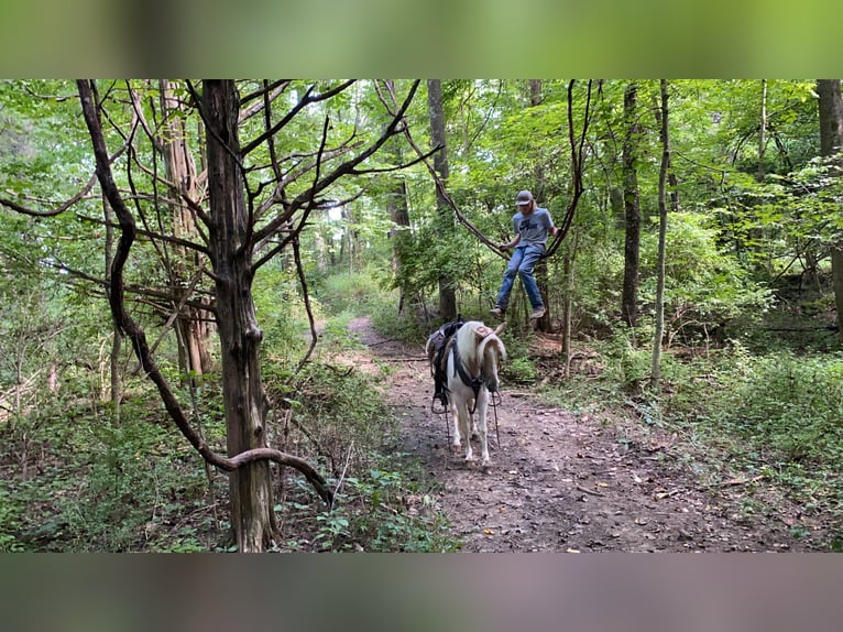 Spotted Saddle Horse Gelding 11 years 14 hh Tobiano-all-colors in Moscow OH