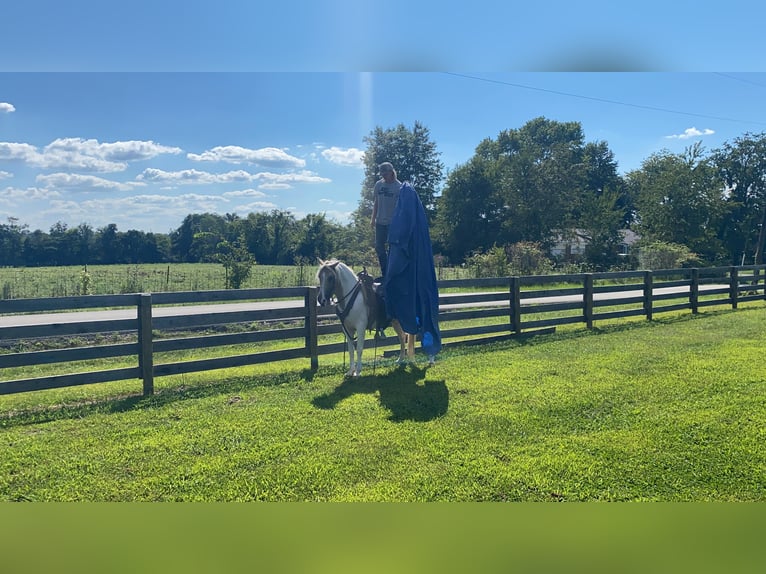 Spotted Saddle Horse Gelding 11 years 14 hh Tobiano-all-colors in Moscow OH