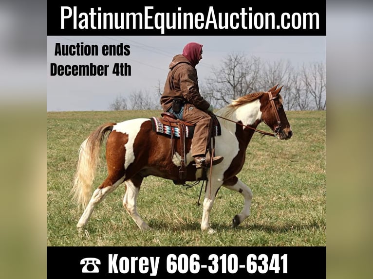 Spotted Saddle Horse Gelding 11 years 15,2 hh Tobiano-all-colors in Whitley City KY