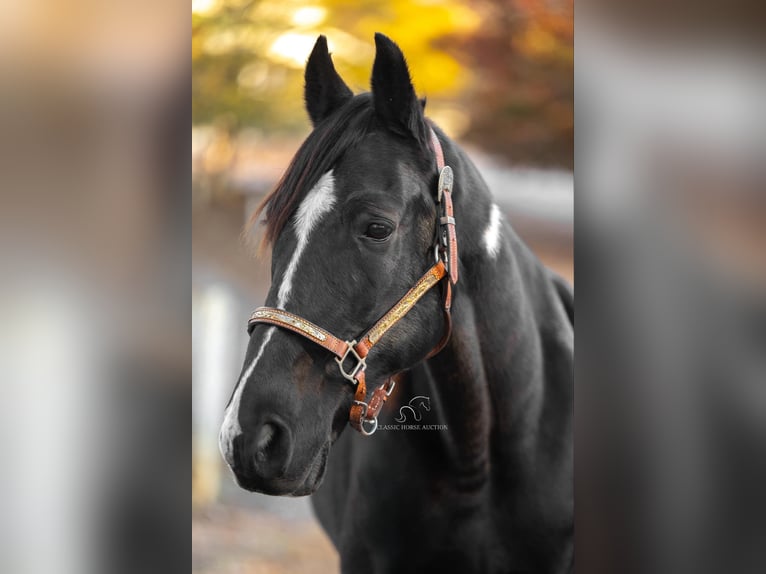 Spotted Saddle Horse Gelding 11 years 15 hh Black in Hull, GA