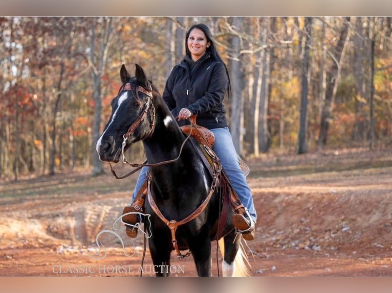 Spotted Saddle Horse Gelding 11 years 15 hh Black in Hull, GA