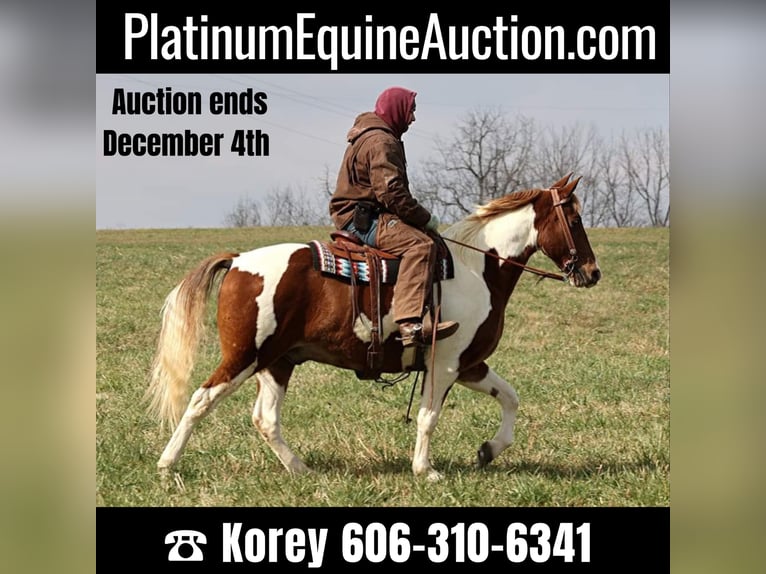 Spotted Saddle Horse Gelding 12 years 15,2 hh Tobiano-all-colors in Whitley City KY