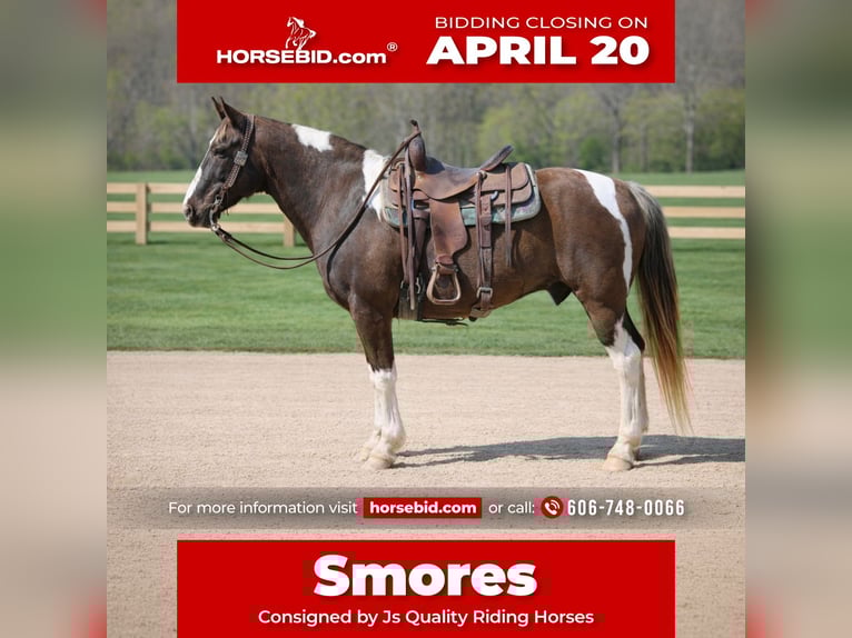 Spotted Saddle Horse Gelding 12 years 15 hh Pinto in Wallingford