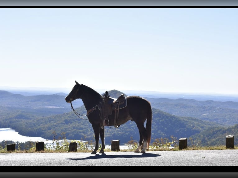 Spotted Saddle Horse Gelding 12 years 15,1 hh Black in Cleveland