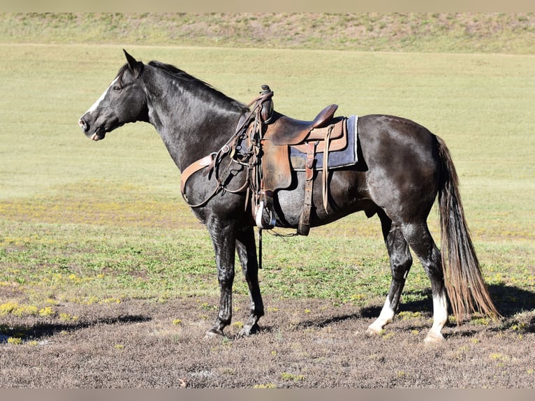 Spotted Saddle Horse Gelding 12 years 15,1 hh Black in Cleveland