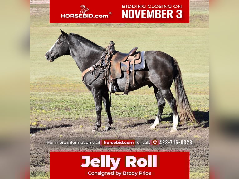 Spotted Saddle Horse Gelding 12 years 15,1 hh Black in Cleveland Spotted Saddle Horse Gelding 12 years 15,1 hh Black in Cleveland