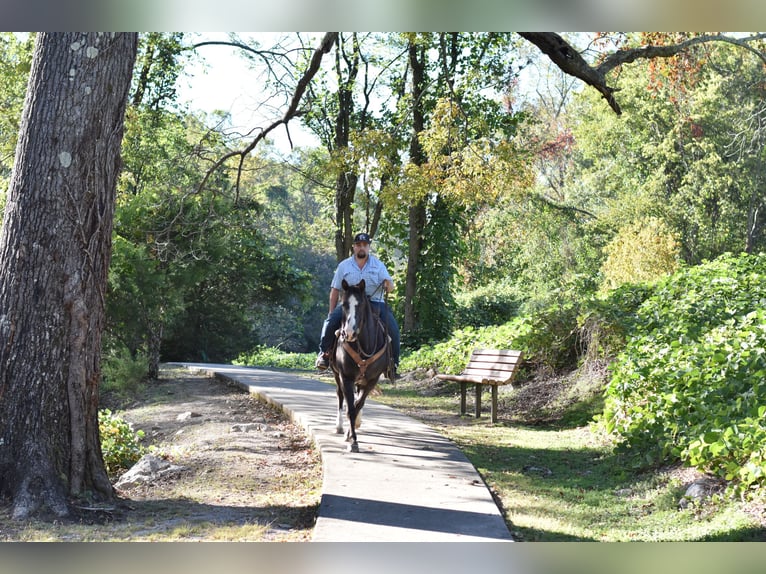 Spotted Saddle Horse Gelding 12 years 15,1 hh Black in Cleveland Spotted Saddle Horse Gelding 12 years 15,1 hh Black in Cleveland