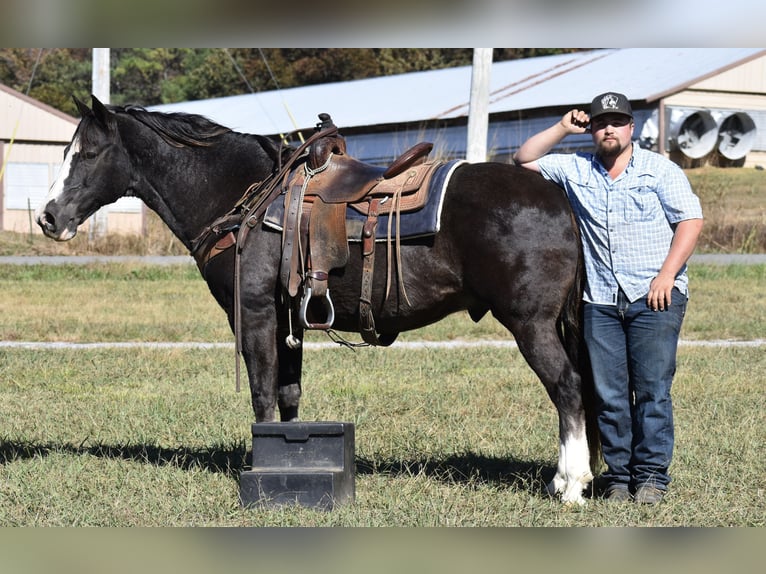 Spotted Saddle Horse Gelding 12 years 15,1 hh Black in Cleveland Spotted Saddle Horse Gelding 12 years 15,1 hh Black in Cleveland