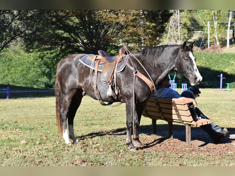 Spotted Saddle Horse Gelding 12 years 15,1 hh Black in Cleveland Spotted Saddle Horse Gelding 12 years 15,1 hh Black in Cleveland