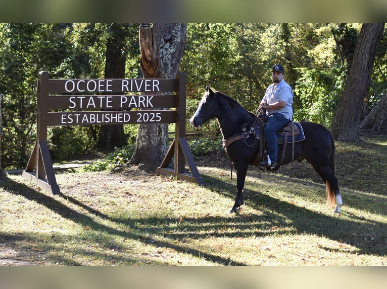 Spotted Saddle Horse Gelding 12 years 15,1 hh Black in Cleveland Spotted Saddle Horse Gelding 12 years 15,1 hh Black in Cleveland
