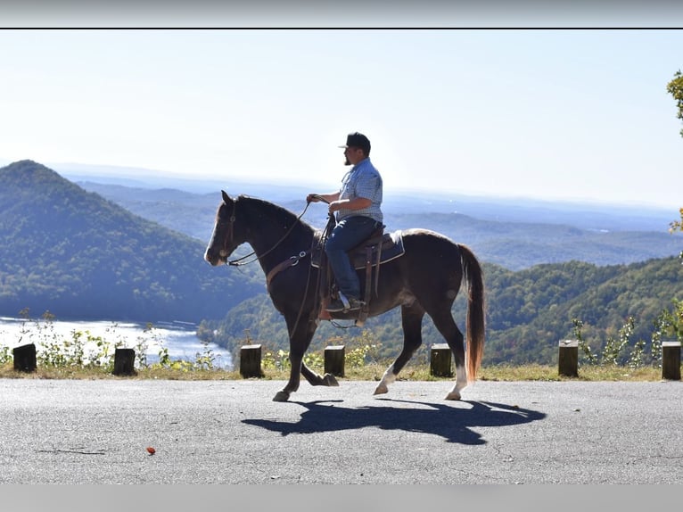 Spotted Saddle Horse Gelding 12 years 15,1 hh Black in Cleveland Spotted Saddle Horse Gelding 12 years 15,1 hh Black in Cleveland