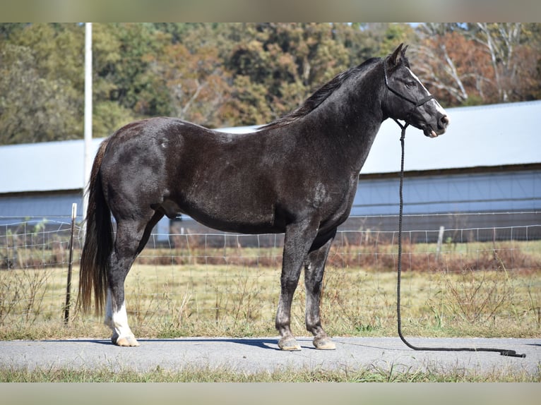 Spotted Saddle Horse Gelding 12 years 15,1 hh Black in Cleveland Spotted Saddle Horse Gelding 12 years 15,1 hh Black in Cleveland