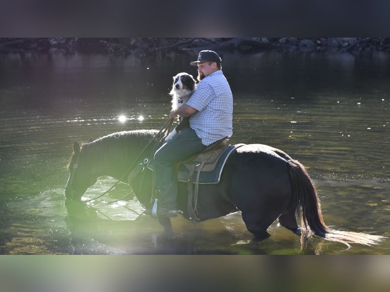 Spotted Saddle Horse Gelding 12 years 15,1 hh Black in Cleveland Spotted Saddle Horse Gelding 12 years 15,1 hh Black in Cleveland
