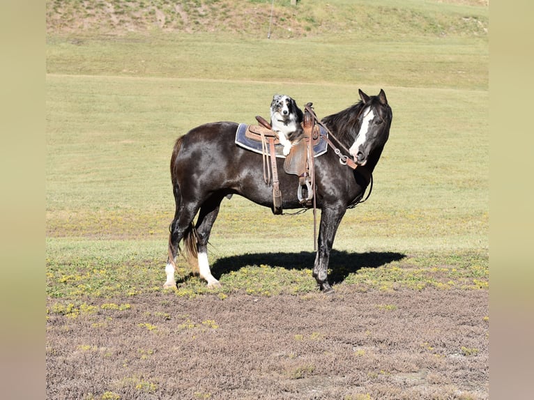 Spotted Saddle Horse Gelding 12 years 15,1 hh Black in Cleveland Spotted Saddle Horse Gelding 12 years 15,1 hh Black in Cleveland