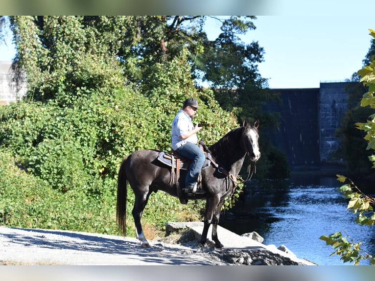 Spotted Saddle Horse Gelding 12 years 15,1 hh Black in Cleveland Spotted Saddle Horse Gelding 12 years 15,1 hh Black in Cleveland