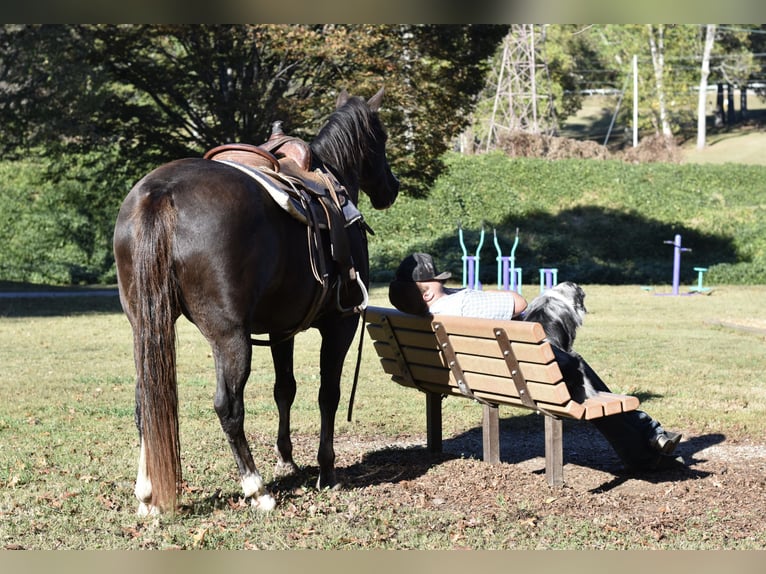 Spotted Saddle Horse Gelding 12 years 15,1 hh Black in Cleveland Spotted Saddle Horse Gelding 12 years 15,1 hh Black in Cleveland